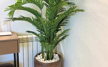 Top Indoor Plants That Survive UAE Heat (2026 Guide) | Desertblooms