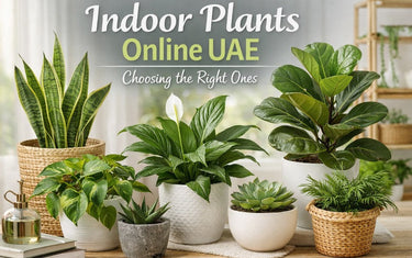 Buy Plants Online Dubai