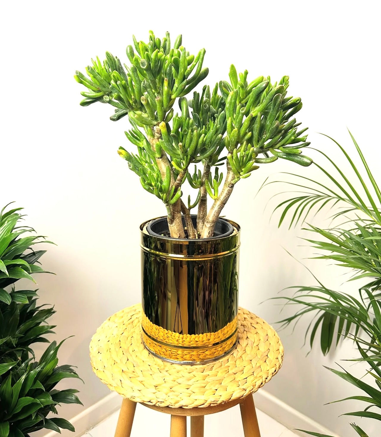 Same Day Delivery Office Plants Rental in UAE - Deserblooms