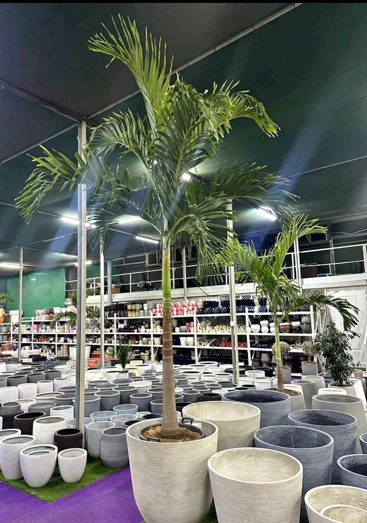 Outdoor Plant Rental in UAE – Professional Green Landscaping Solutions