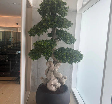 Giant Bonsai - Designed Thick Trunk - Fiber Pot