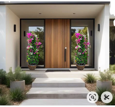 Bougainvillea Cone-Shaped