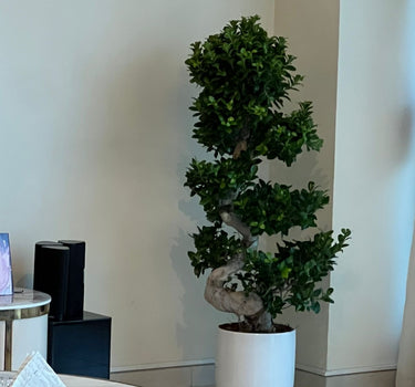 Bonsai Premium s-shape 110-130cm