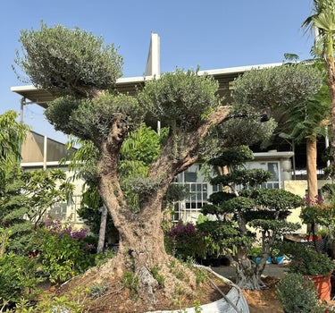 Big Olive Bonsai 50-60yr Old