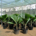 Pritchardia pacifica – Fiji Fan Palm 80-100cm 1