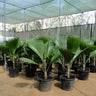 Pritchardia pacifica – Fiji Fan Palm 80-100cm 1