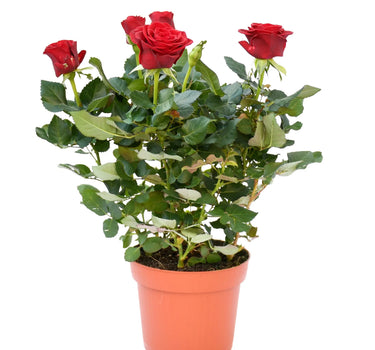 Rose Plants Outdoor - Grujan Pakistani 2