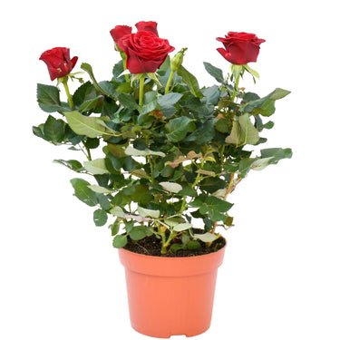 Rose Plants Outdoor - Grujan Pakistani 2