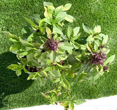 Ocimum Basilicum – Fragrant Rehan Herb for Culinary & Medicinal Use 4