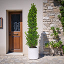 Ficus Cone – Ficus Diversifolia 5