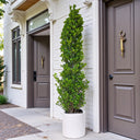 Ficus Cone – Ficus Diversifolia 7