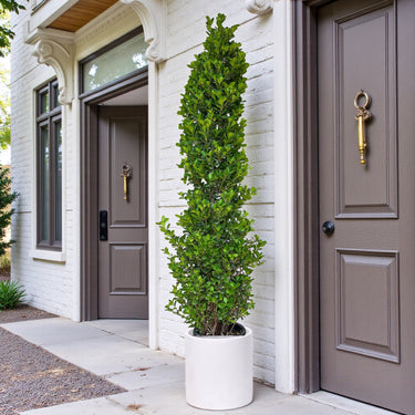 Ficus Cone – Ficus Diversifolia 7