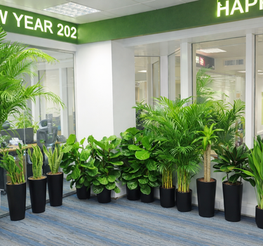 Office Plants Bundle 14pc Premium