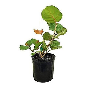 Coccoloba uvifera (Sea Grape) – Coastal Beauty with Bold Foliage 4