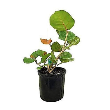 Coccoloba uvifera (Sea Grape) – Coastal Beauty with Bold Foliage 4