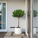 Ficus Panda Single Head 9