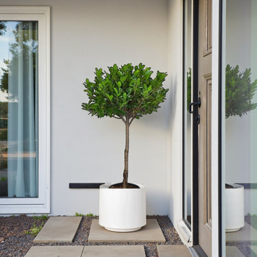 Ficus Panda Single Head 3