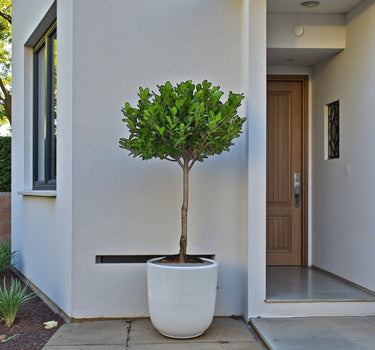 Ficus Panda Single Head 2