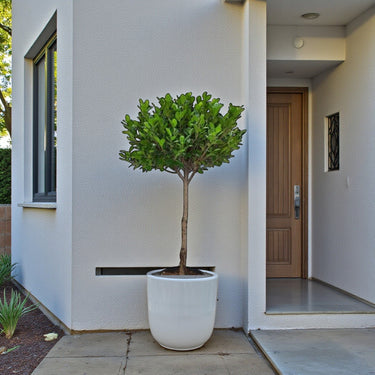 Ficus Panda Single Head 2