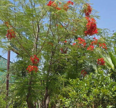 Flame Tree Large