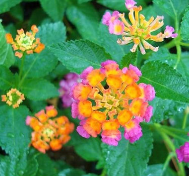 Lantana Camara ‘Pinkmound’ – Colorful 3