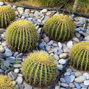 Echinocactus Grusonii – Golden Barrel Cactus - 10-15cm approx. 4