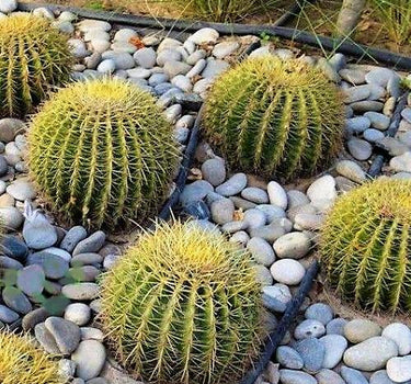 Echinocactus Grusonii – Golden Barrel Cactus - 10-15cm approx. 4