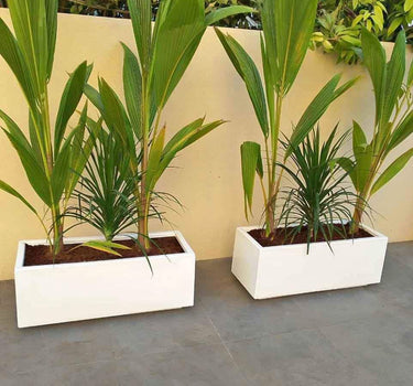 Coconut Palm in Fiber