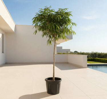 Ficus Amstel Queen – Long Leaf Ficus