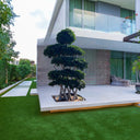 Ficus Bonsai Tree 2.5-3.0 m - Crossed Shape 1