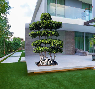 Ficus Bonsai Shaped 2-2.5m 1