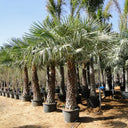 Copernicia prunifera – Wax Palm (Caranday Palm) 4