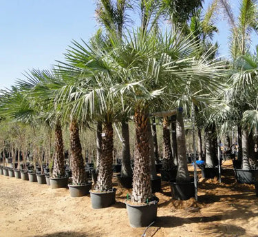 Copernicia prunifera – Wax Palm (Caranday Palm) 4