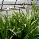 Hymenocallis Littoralis – Spider Lily or Seashore Lily 2
