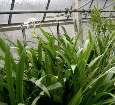 Hymenocallis Littoralis – Spider Lily or Seashore Lily 2