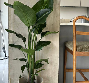 Birds of Paradise Premium