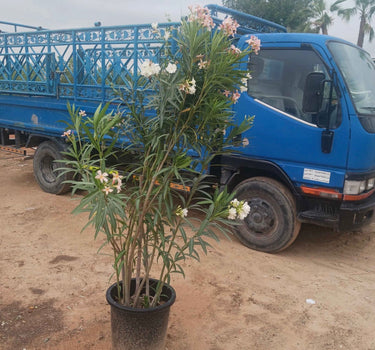 Oleander Plant 150cm Large