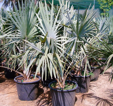 Bismarckia nobilis – Bismarck Palm