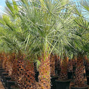 Copernicia prunifera – Wax Palm (Caranday Palm) 6