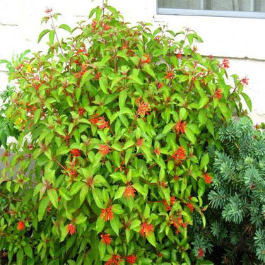 Hamelia Patens or Fire Bush 3