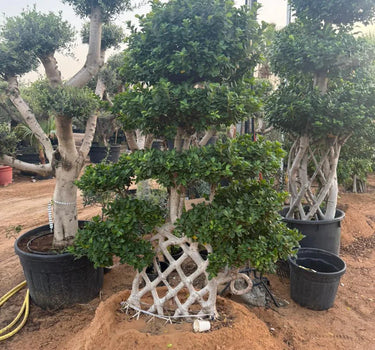 Giant Bonsai - Cage Trunk