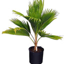 Pritchardia pacifica – Fiji Fan Palm 80-100cm 2