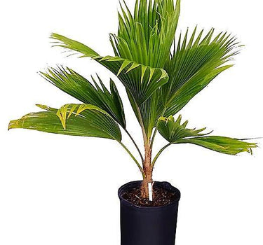 Pritchardia pacifica – Fiji Fan Palm 80-100cm 2
