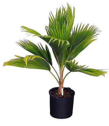 Pritchardia pacifica – Fiji Fan Palm 80-100cm 2