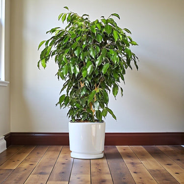 Ficus Benjamina – Danielle 15