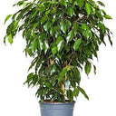 Ficus Benjamina – Danielle 10