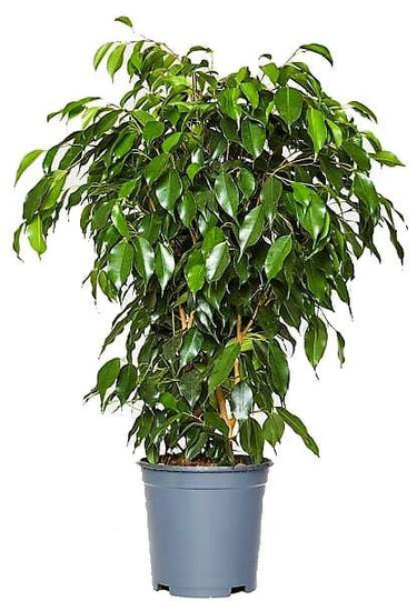 Ficus Benjamina – Danielle 10
