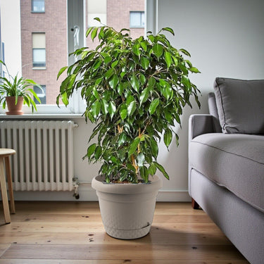Ficus Benjamina – Danielle 11
