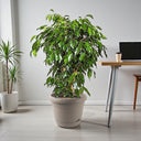 Ficus Benjamina – Danielle 14