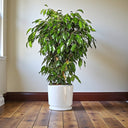 Ficus Benjamina – Danielle 6